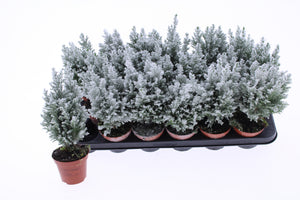 Snow Lawson Cypress (Chamaecyparis lawsoniana) – 9cm Pot