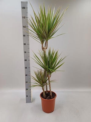 Dracaena Marginata Bicolor – 21cm Pot, 155cm High