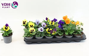 Mixed Viola Plants (Viola F1) – 9cm Pot