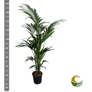 Kentia Palm (Howea forsteriana) – 24cm Pot, 200cm High