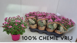 Chrysanthemum 'Sosi Pin' – 14cm Pot, 28cm High