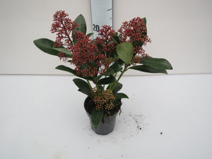 Japanese Skimmia ‘Rubella’ – 9cm Pot