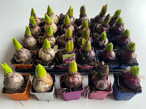 Mixed Hyacinth (Hyacinthus orientalis) – 7cm Pot