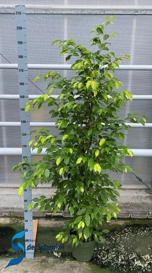 XL Ficus Benjamina ‘Reginald’ – 27cm Pot