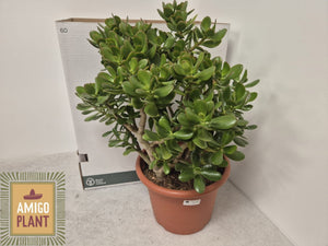 XL Jade Plant (Crassula ovata) – 30cm Pot
