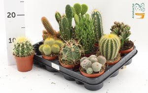 Mixed Cactus Collection – 8.5cm Pot