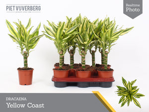 Dracaena fragrans ‘Yellow Coast’ – 11cm Pot
