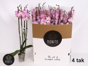 Pink Phalaenopsis Orchid – 4 Stem, 12cm Pot