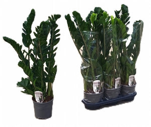 ZZ Plant (Zamioculcas zamiifolia) – 19cm Pot, 100cm