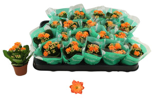 Orange Double Kalanchoe – 6cm Pot