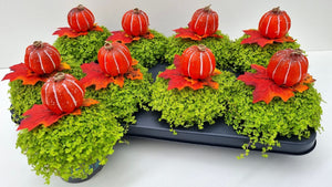 Baby’s Tears Plant (Soleirolia soleirolii) – 11cm Pot