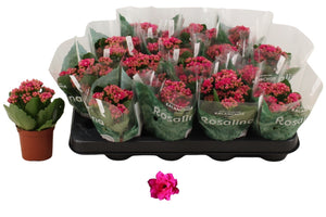Mini Double Kalanchoe 'Don Victorio' – 7cm Pot