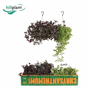 Mixed Tradescantia Houseplant – 17cm Pot
