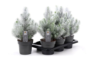 Pinus ‘Silver Crest’ Evergreen Conifer – 17cm Pot