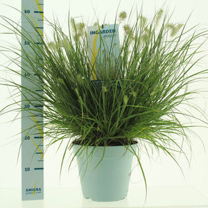 Pennisetum ‘Little Hameln’ Ornamental Grass – 23cm Pot