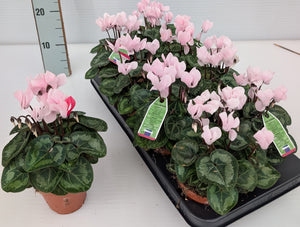 Small-Flowered Cyclamen persicum – 10.5cm Pot