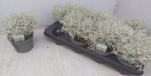 Silver Cushion Bush (Leucophyta brownii) – 13cm Pot