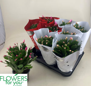 Christmas Cactus (Schlumbergera) – 11cm Pot