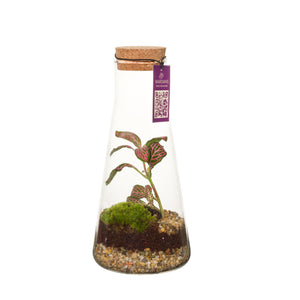 Kalypso Glass Terrarium Arrangement – 9cm