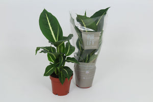 Dieffenbachia ‘Green Magic’ – 12cm Pot