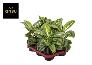 Aglaonema ‘Matcha Lemon’ – 12cm Pot