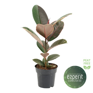 Pink Camouflage Rubber Plant (Ficus elastica) – 17cm Pot