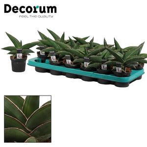 Samurai Snake Plant (Sansevieria) – 9cm Pot