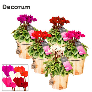 White Cyclamen persicum – 14cm Pot