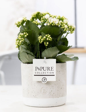 White Double Kalanchoe – 12cm Pot, 27cm High