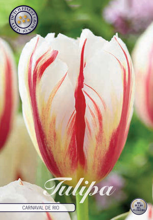 Tulipa Triumph ‘Carnaval de Rio’ Tulip Bulbs – 12/+