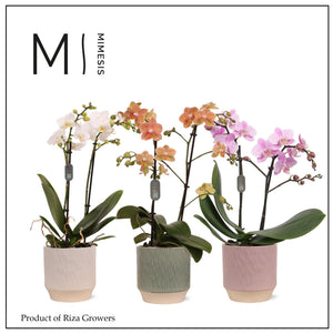 Mixed Phalaenopsis Orchid – 2 Stem, 12cm Ceramic Pot