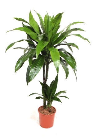 Dracaena Janet Craig (Dracaena fragrans) – 19cm Pot