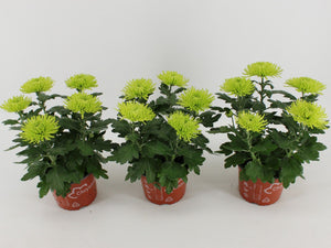 White Chrysanthemum ‘Anastasia’ – 15cm Pot