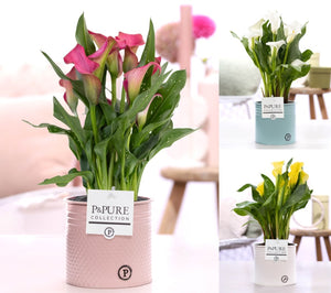 White Zantedeschia Calla Lily – 12cm Pot