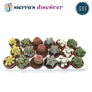 Mixed Cactus and Succulent Collection – 8.5cm Pot