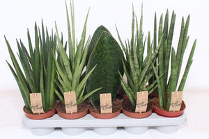 Cylindrical Snake Plant (Sansevieria cylindrica) – 12cm Pot