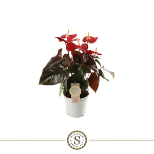 Coral Anthurium (Anthurium) – 12cm Pot, 40cm High