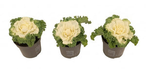 White Ornamental Brassica – 10.5cm Pot