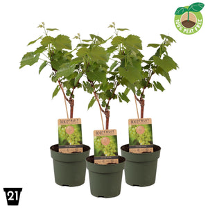 Himrod Seedless Grape Vine (Vitis vinifera) – 21cm Pot