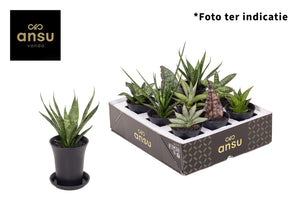 Small Sansevieria Houseplant – 7.5cm Pot