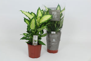 Dieffenbachia Camilla Dumb Cane – 17cm Pot, 50cm High