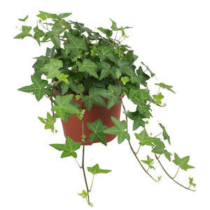 Green English Ivy (Hedera helix) – 13cm Pot