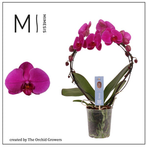 Purple Phalaenopsis Orchid – 2 Stem, 12cm Pot