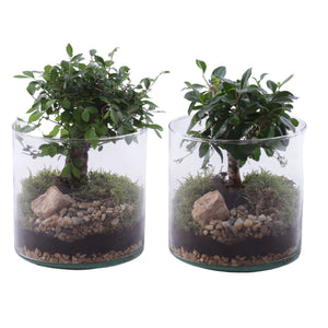 Mixed Indoor Bonsai Tree in Glass Cylinder – 15cm Pot