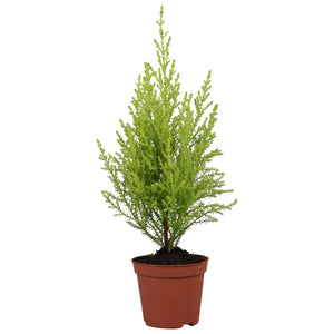 Goldcrest Cypress (Cupressus macrocarpa) – 8.5cm Pot