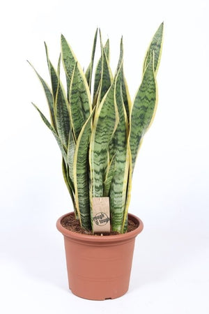 Snake Plant (Sansevieria trifasciata) – 25cm Pot, 80cm Height