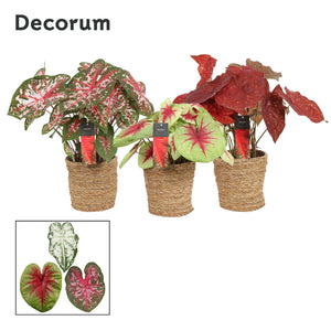 Mixed Caladium ‘Ruby’ – 17cm Pot, 45cm High