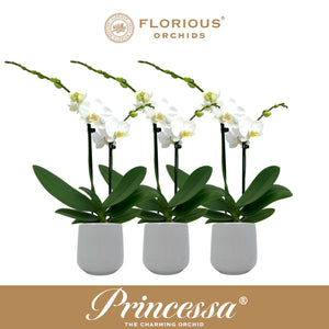 White Phalaenopsis Orchid – 9cm Ceramic Pot