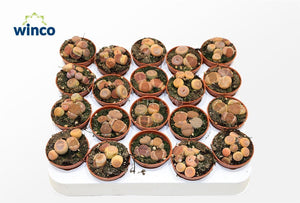 Living Stone Plant (Lithops) – 5.5cm Pot