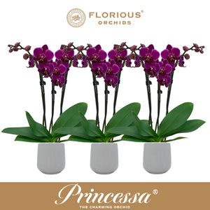 White Phalaenopsis Orchid – 3 Stem, 9cm Pot